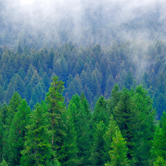 Misty Pine Forest in the Rain Green Lush Growth in Wilderness