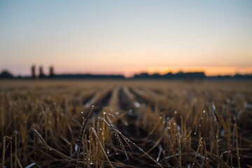 empty wheat field at dawn with dew on the remaining stubs