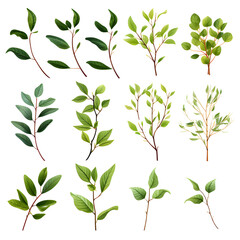 Set of creeping vines, branches and leaves, watercolor vector transparent background