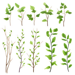 Set of creeping vines, branches and leaves, watercolor vector transparent background