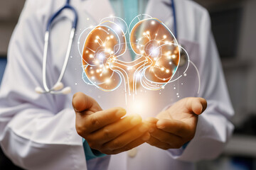 A doctor holding a digital hologram of a kidney. Chronic kidney disease ckd. Nephrologist doctor, kidney specialist