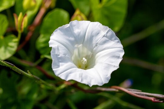 close up of white flower of Bindweed morning glory