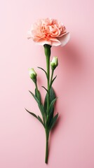 A single pink carnation on a pink background