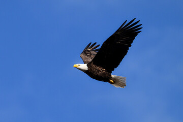American Bald Eagle in flight with wings spread upwards