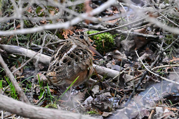 An American Woodcock bird walking along under the foliage along the forest floor