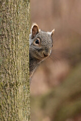 Curious Gray Squirrel pokes its head out from behind a tree and looks around