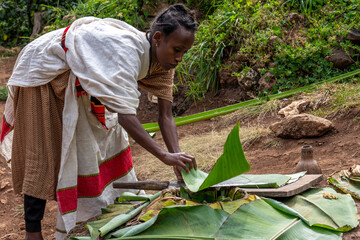 Ethiopie, a young woman from the Dorze tribe prepairs flatbread in  false banana tree leaves.