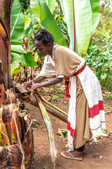 Ethiopia, a young woman from the Dorze tribe prepairs fower from the fals banana tree for...