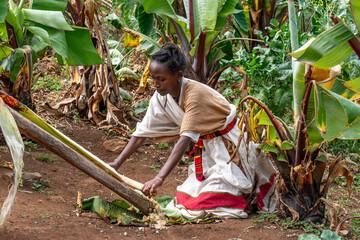 Ethiopie, a young woman from the Dorze tribe prepairs fower for flatbread from the false banana...