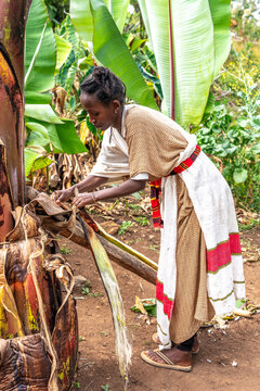 Ethiopia, a young woman from the Dorze tribe prepairs fower from the fals banana tree for flatbread. Dorze 13th of february  2024