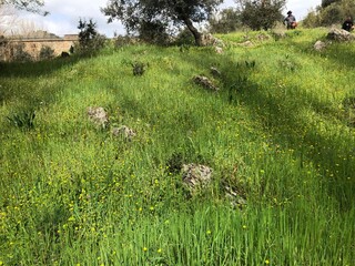 Wild flower meadow in Spain Andalusia