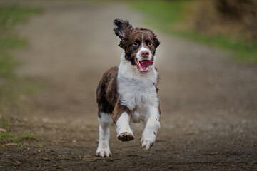 2023-12-31 A YOUNG TWO TONED SPRINGER SPANIEL RUNNING TOWARDS THE CAMERA WITH FEET OFF THE GROUND EARS BACK AND NICE EYES AT THE OFF LEASHA REA AT MARYMOOR PARK IN REDMOND WASHINGTON