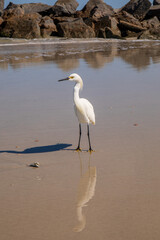 Snowy egret tidal pool of the Atlantic Ocean. Water bird in still water and sand with large boulder background.  Egret in surf on Florida coast.