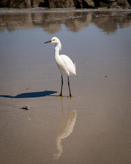 Snowy egret tidal pool of the Atlantic Ocean. Water bird in still water and sand with large boulder background.  Egret in surf on Florida coast.