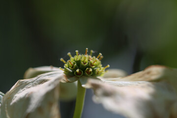 Closeup of a flower pistil