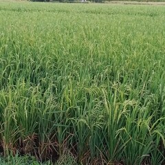 Obraz premium photo of a view of rice fields