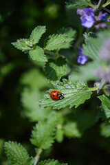 A cute ladybug on the leaves