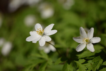 Wood anemone white flowers clsoeup, wild spring flowers, selective focus.