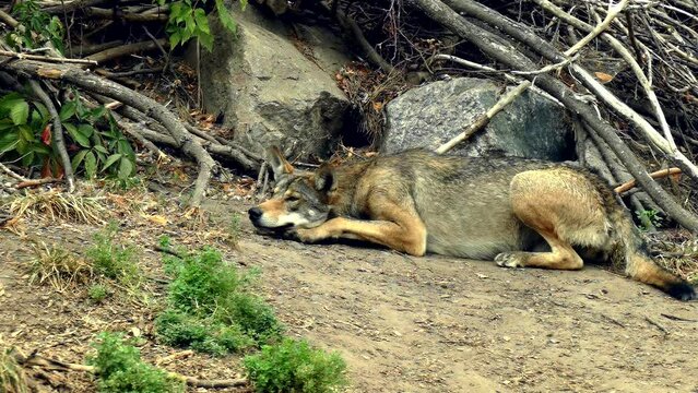 Wild wolf in the forest. Wildlife footage in super slow motion 4K. Emotions of a wild animal. Wolf watching in the reserve. Wolf.