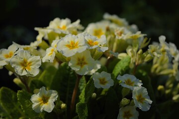 Primroses pastel yellow flowers on bokeh garden background. Primulas closeup.