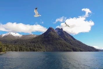 Fotobehang Seagulls flying over the lake Bles in a sunny day, in southern Argentina © Vero Dibe