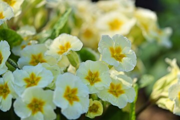 Primroses pastel yellow flowers on bokeh garden background. Primulas closeup.