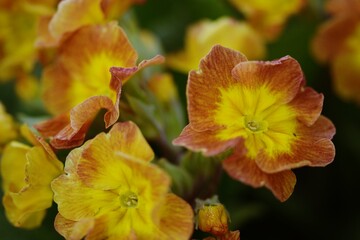 Primroses orange and yellow flowers on bokeh garden background. Primulas closeup.