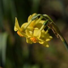 Daffodils yellow flowers on bokeh garden background, blooming narcissus in spring garden, selective focus, bokeh garden background.