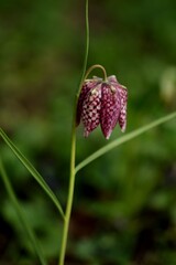 Fritillaria meleagris on bokeh green garden background, chess flower closeup, selective focus.