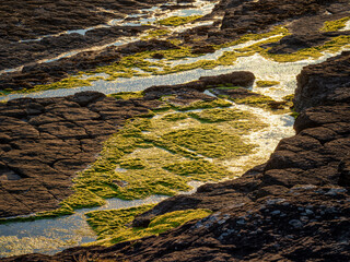 Limestone pavement near Downpatrick Head - Lush Green Seaweed on Rocky Terrain