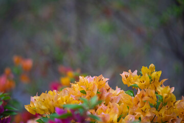 The leaves of Bougainvillae are alternate, simple ovate-acuminate, 4–13 cm long and 2–6 cm...