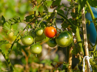 Grappe de tomates en train de murir sur la branche, la plupart des tomates sont vertes, une seule est rouge