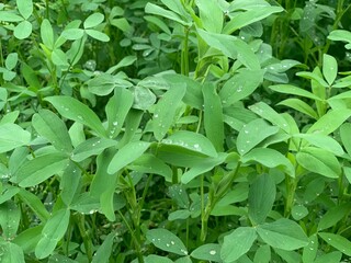Berseem Clover Semillas Battle. Three Leaves Plant stock Photo leaves of a plant