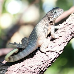 Sunbathing lizard on tree branch