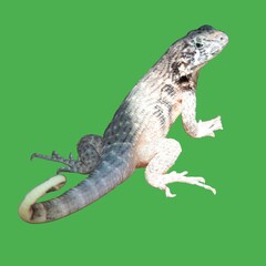 Spiny lizard isolated on green background