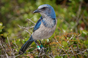 Florida Scrub Jay