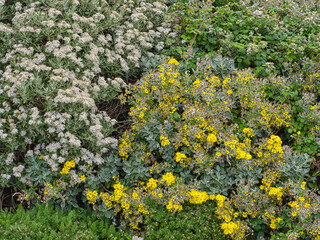 Group of Yellow and White Flowers in Field