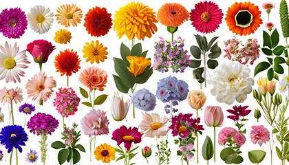 Plexiglas foto achterwand Experience the vibrant colors and diverse beauty of various types of garden flowers, beautifully isolated against white background, symbolizing nature’s floral bounty © Abdul Momin