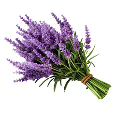 Bunch of lavender isolated on transparent background