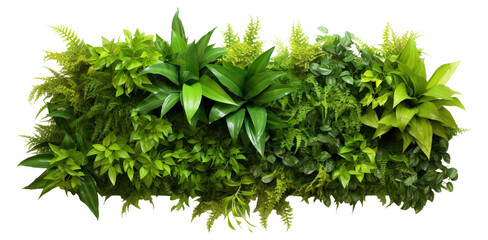 Green garden wall from tropical plants, cut out - obrazy, fototapety, plakaty