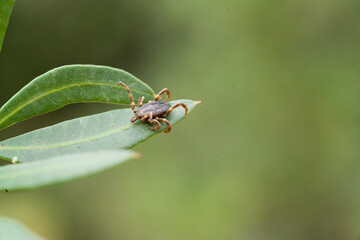 Zecca tick (Hyalomma marginatum) in bush on a leaf. Porto ferro, Baratz, Sassari, Sardegna. Italia