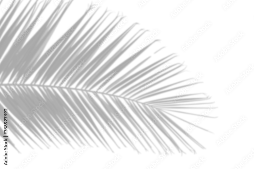 Wall mural summer design elements shadow tropical palm leaf overlay effect. vector illustration. tree branch sh