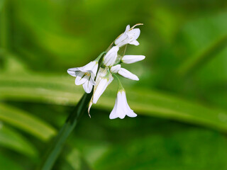 Three-cornered leek also known as three-cornered garlic growing wild in a garden setting against a...