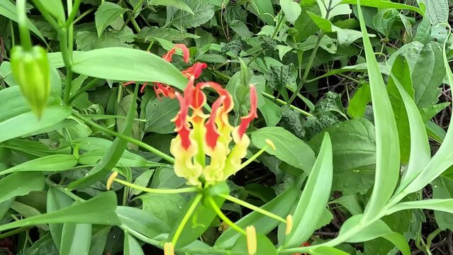 Gloriosa superaba (flame lily, glory lily, gloriosa lily, tiger claw, fire lily, Kembang sungsang). This plant has been used as a means of committing suicide because contain colchicine