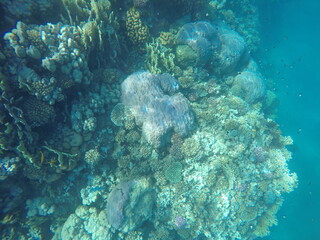 porites lutea and other various corals in red sea egypt
