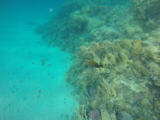 underwater sceneriy of coral reef in red sea egypt