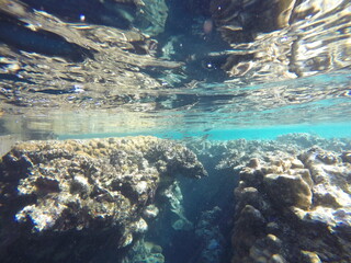 snorcehling at coral reefs in Egypt red sea