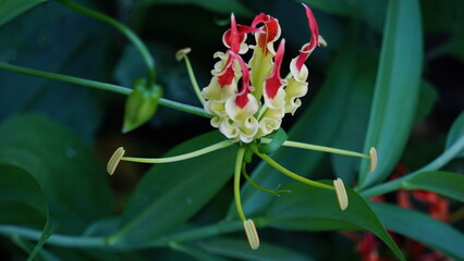 Gloriosa superaba (flame lily, glory lily, gloriosa lily, tiger claw, fire lily, Kembang sungsang). This plant has been used as a means of committing suicide because contain colchicine