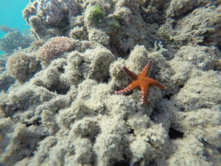 Fromia ghardaqana, common name Ghardaqa sea star, is a species of marine starfish in the family Goniasteridae