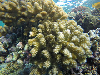 pocillopora coral reef red sea egypt